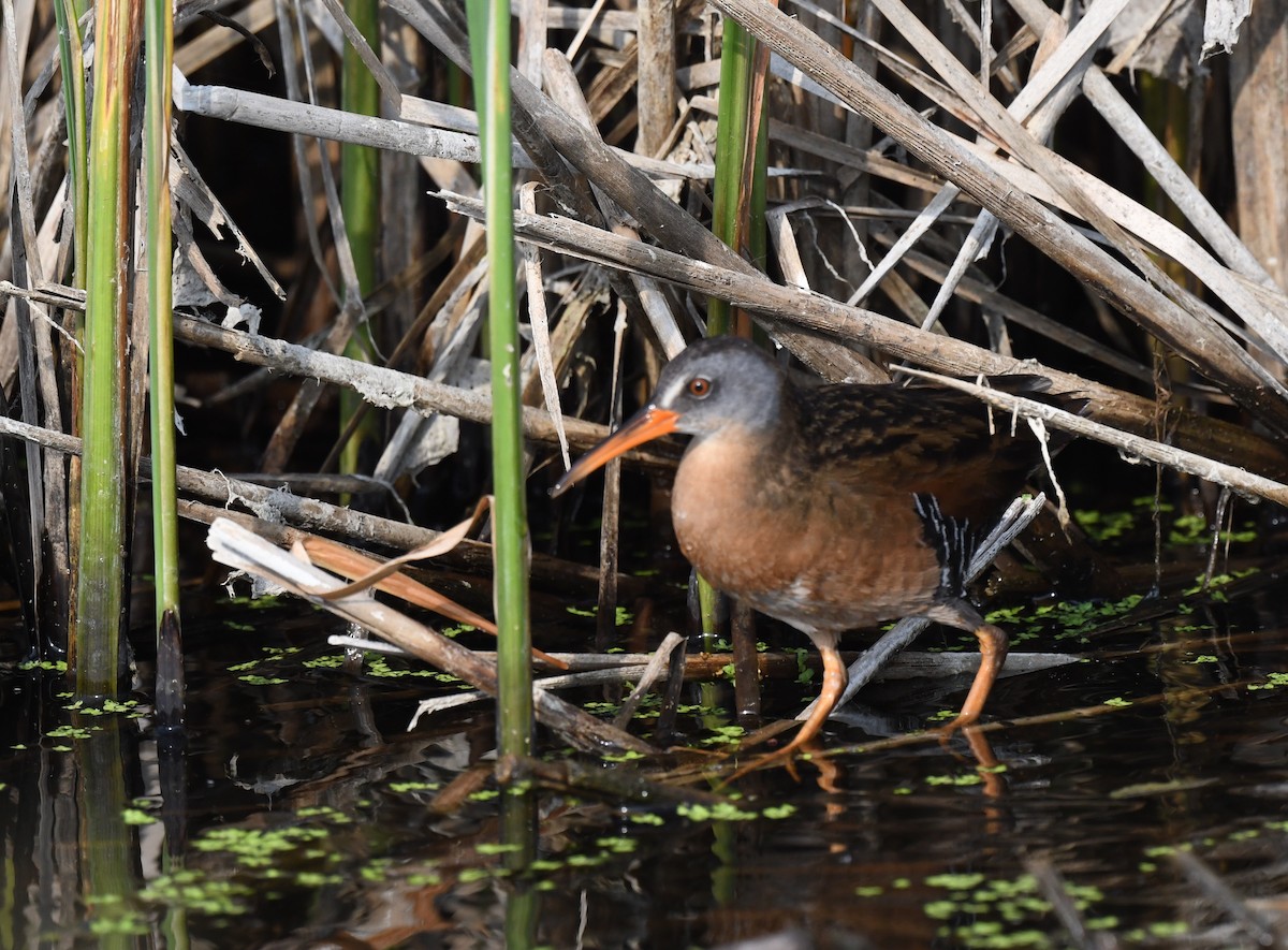 Virginia Rail - ML584499301