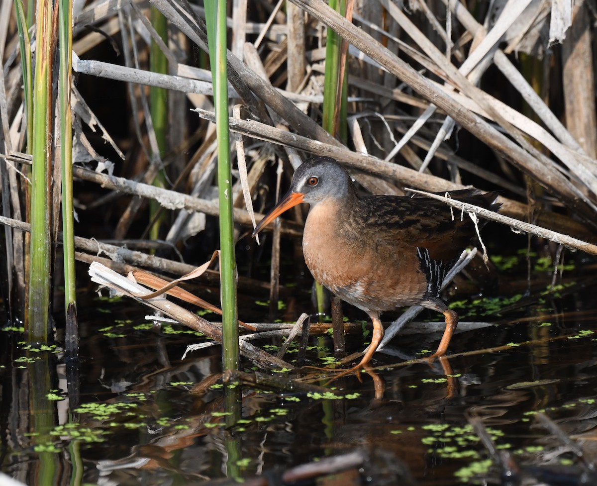 Virginia Rail - ML584499311