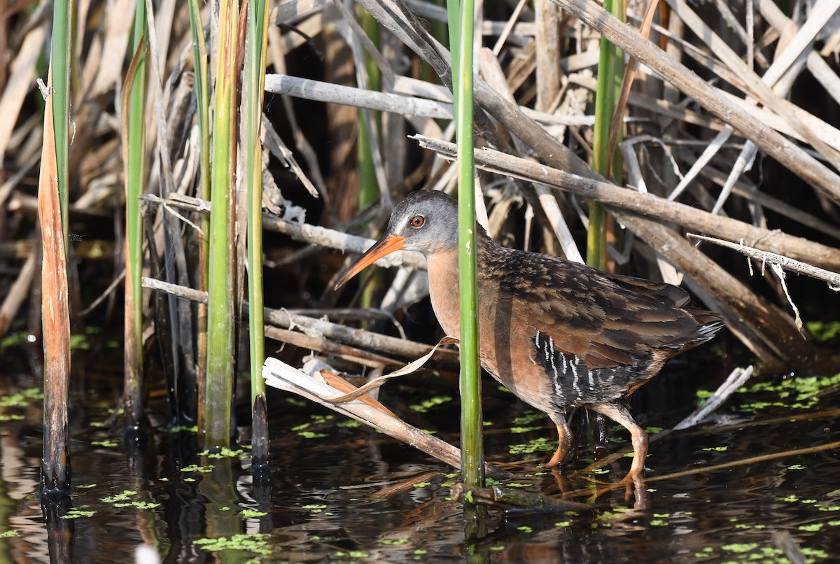 Virginia Rail - ML584499321