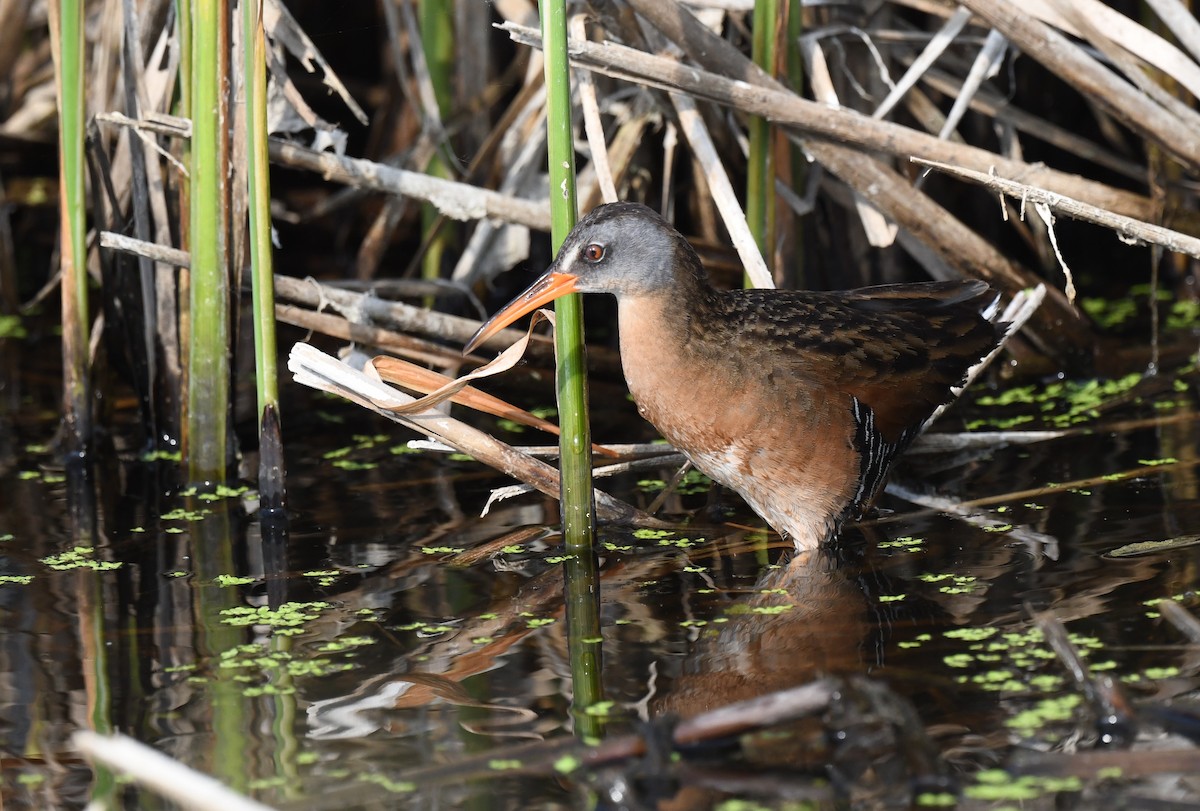 Virginia Rail - ML584499331