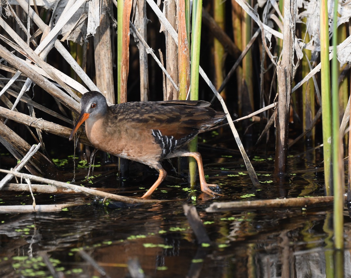 Virginia Rail - ML584499341