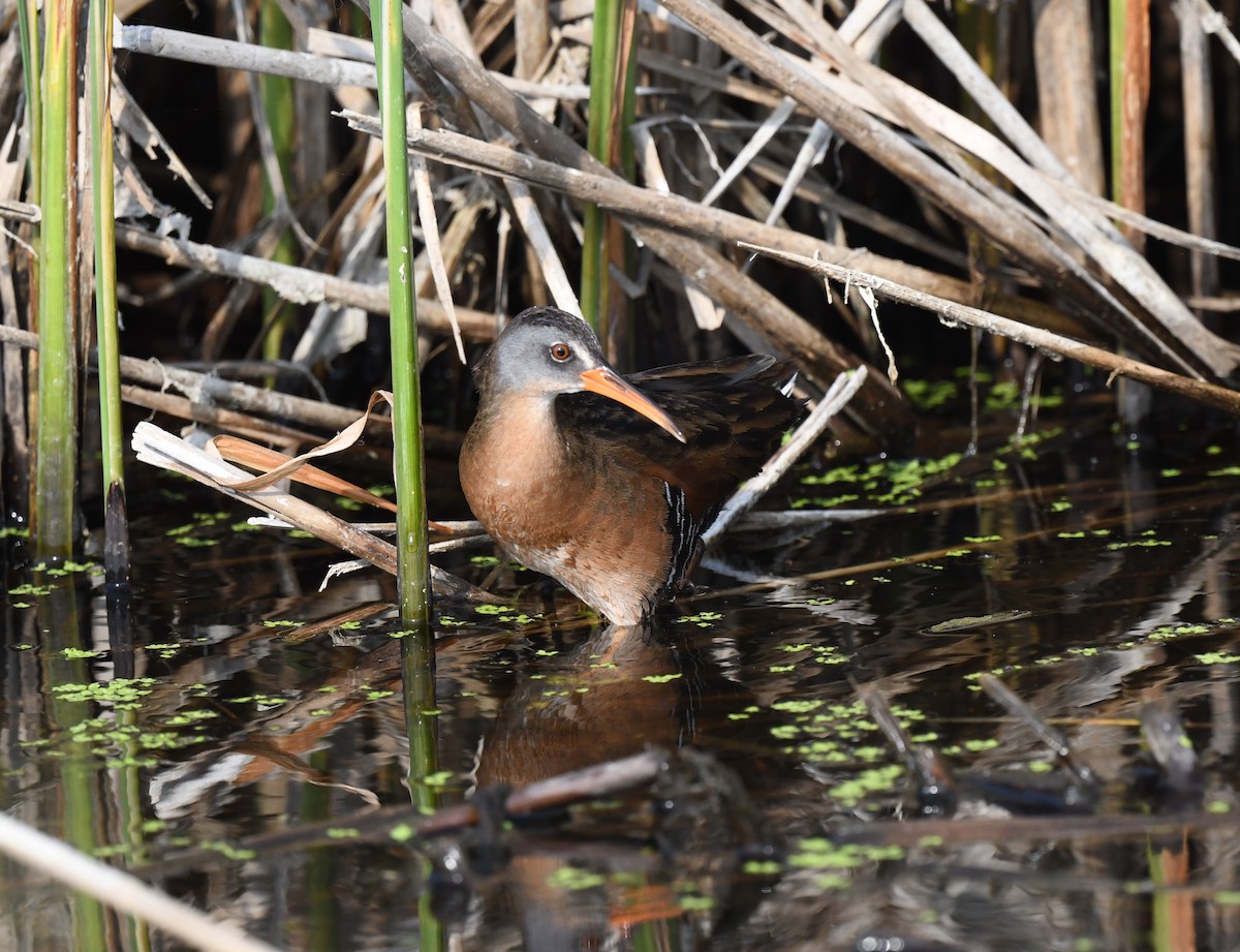 Virginia Rail - ML584499351