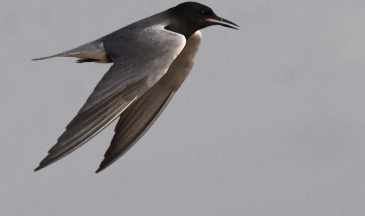 Black Tern - Kristen Cart