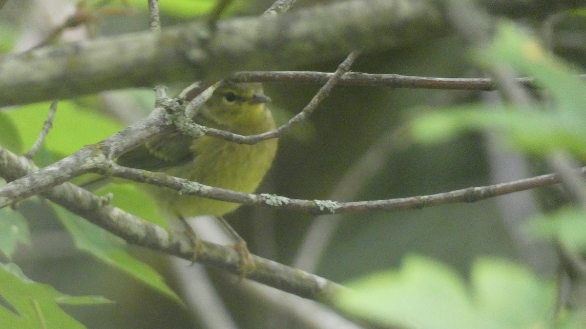 Orange-crowned Warbler - ML584501811