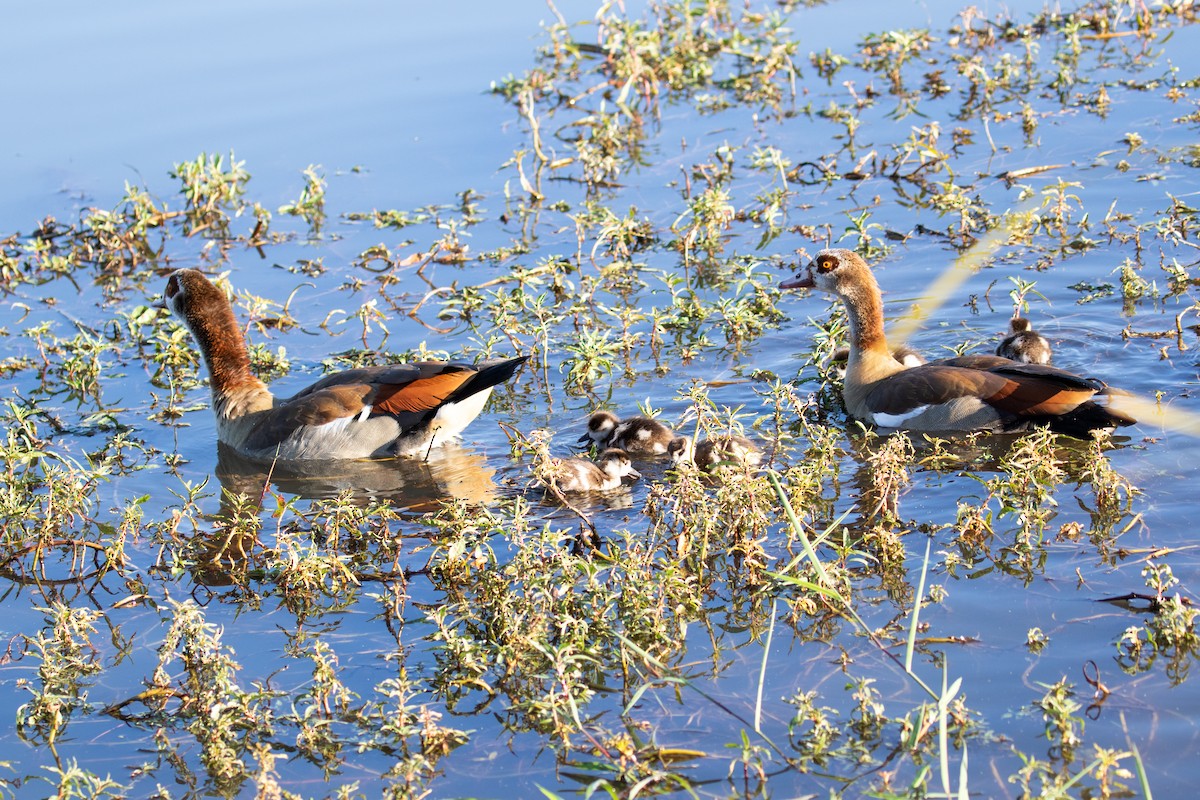 Egyptian Goose - ML584501851
