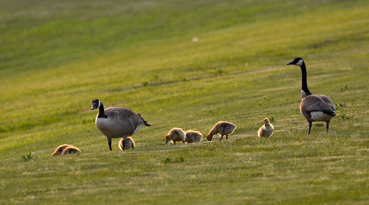 Canada Goose - Kristen Cart