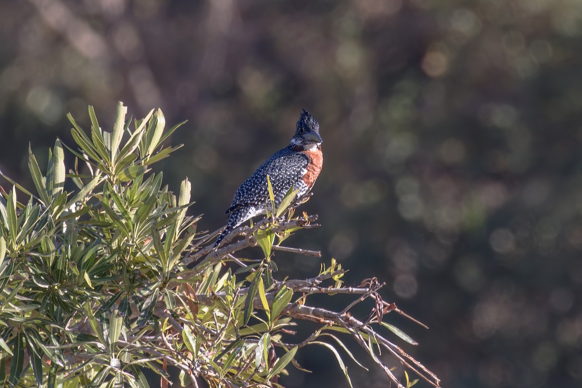 Giant Kingfisher - ML584502341