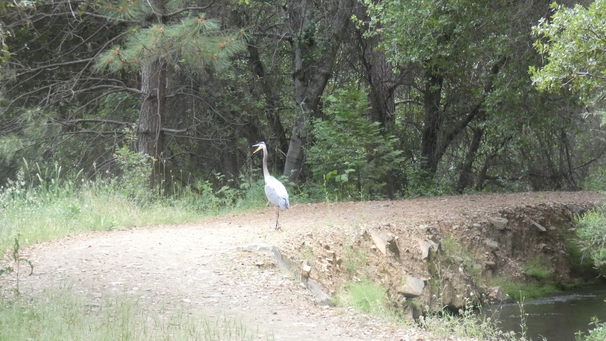 Great Blue Heron - ML584503381