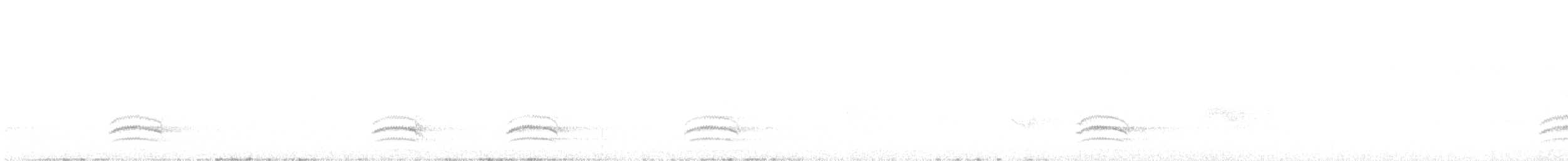 Sittelle à poitrine blanche (aculeata/alexandrae) - ML584503431
