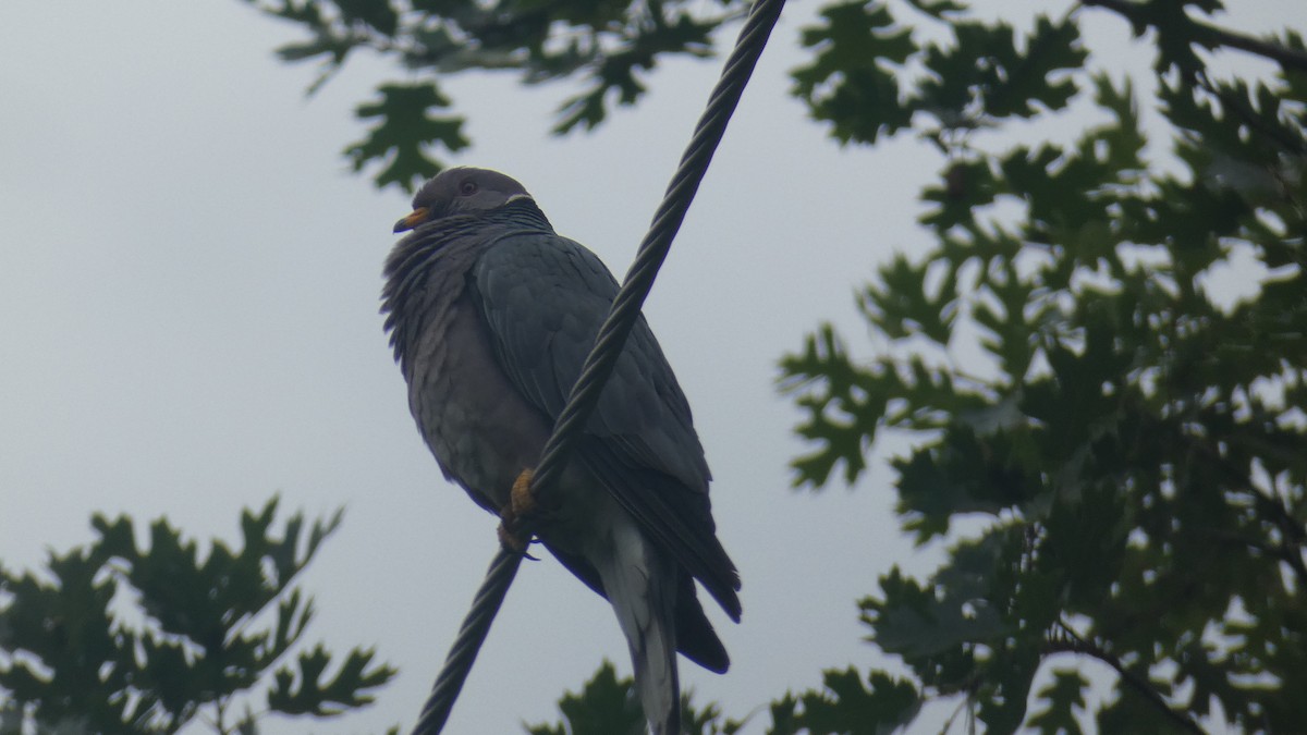 Band-tailed Pigeon - Crima Pogge