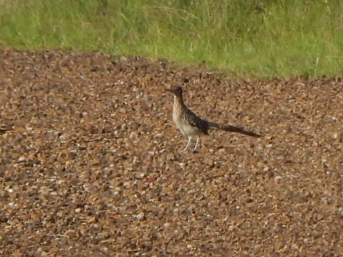 Greater Roadrunner - jonathan clark