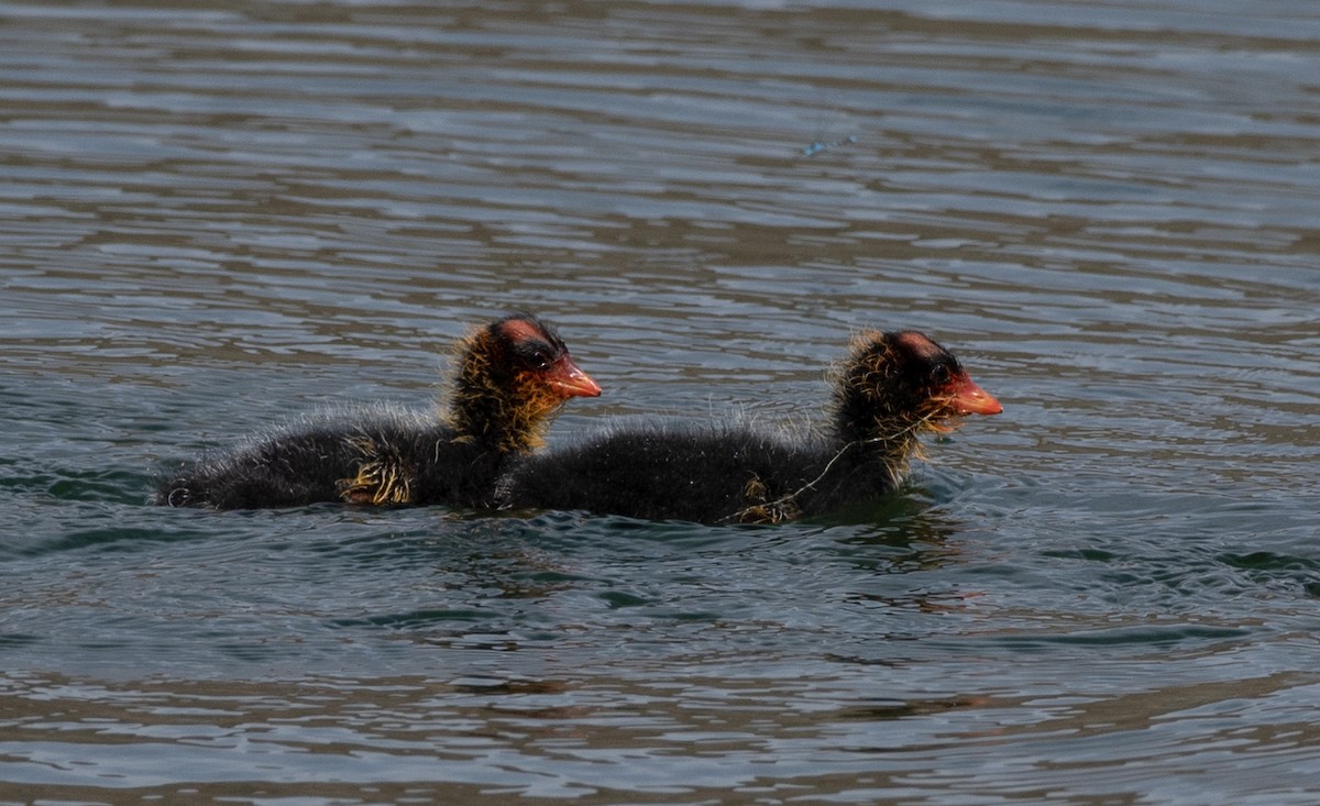 American Coot - ML584504001