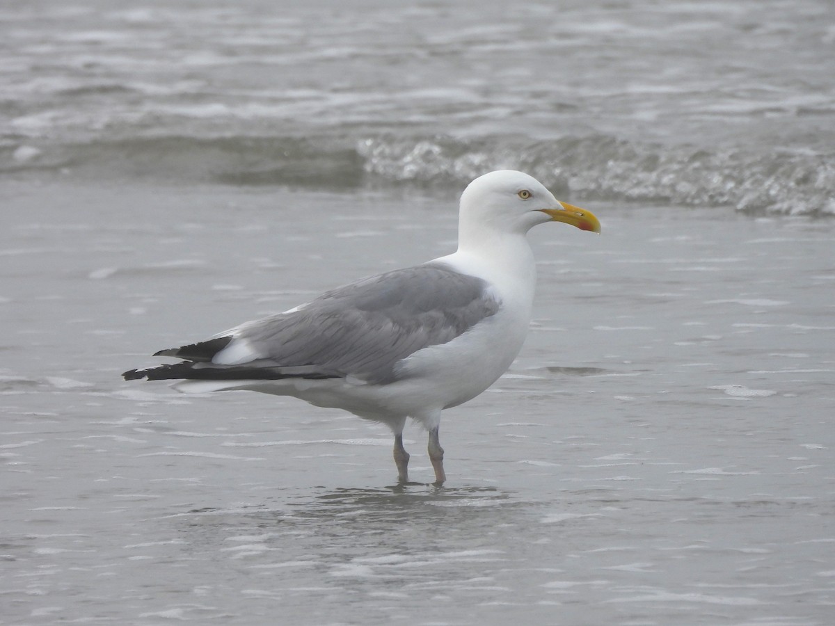 Goéland argenté - ML584504451