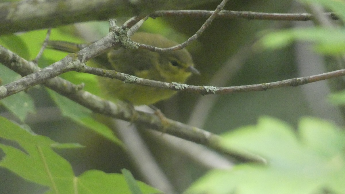 Orange-crowned Warbler - Crima Pogge