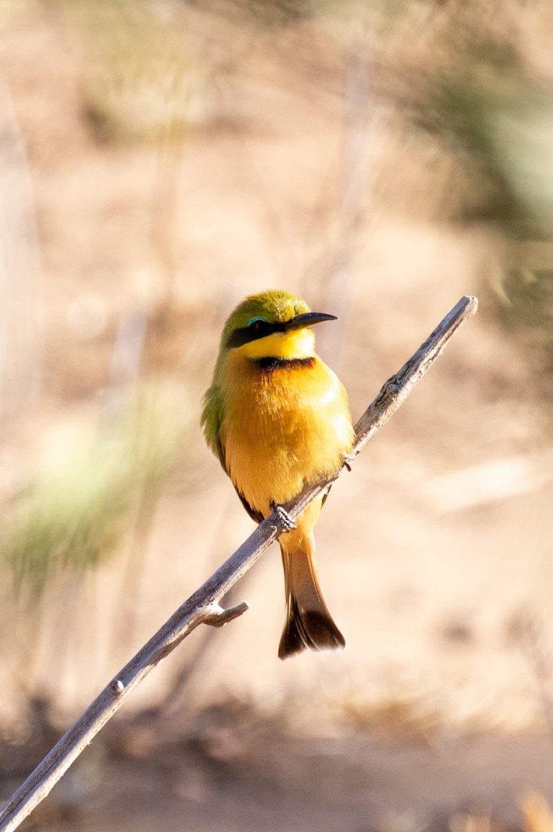Little Bee-eater - ML584504811