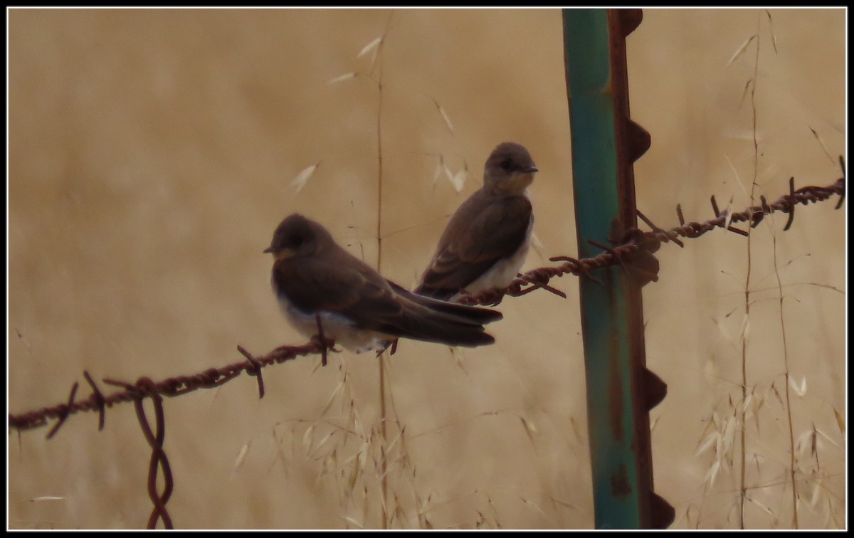 Northern Rough-winged Swallow - Peter Gordon