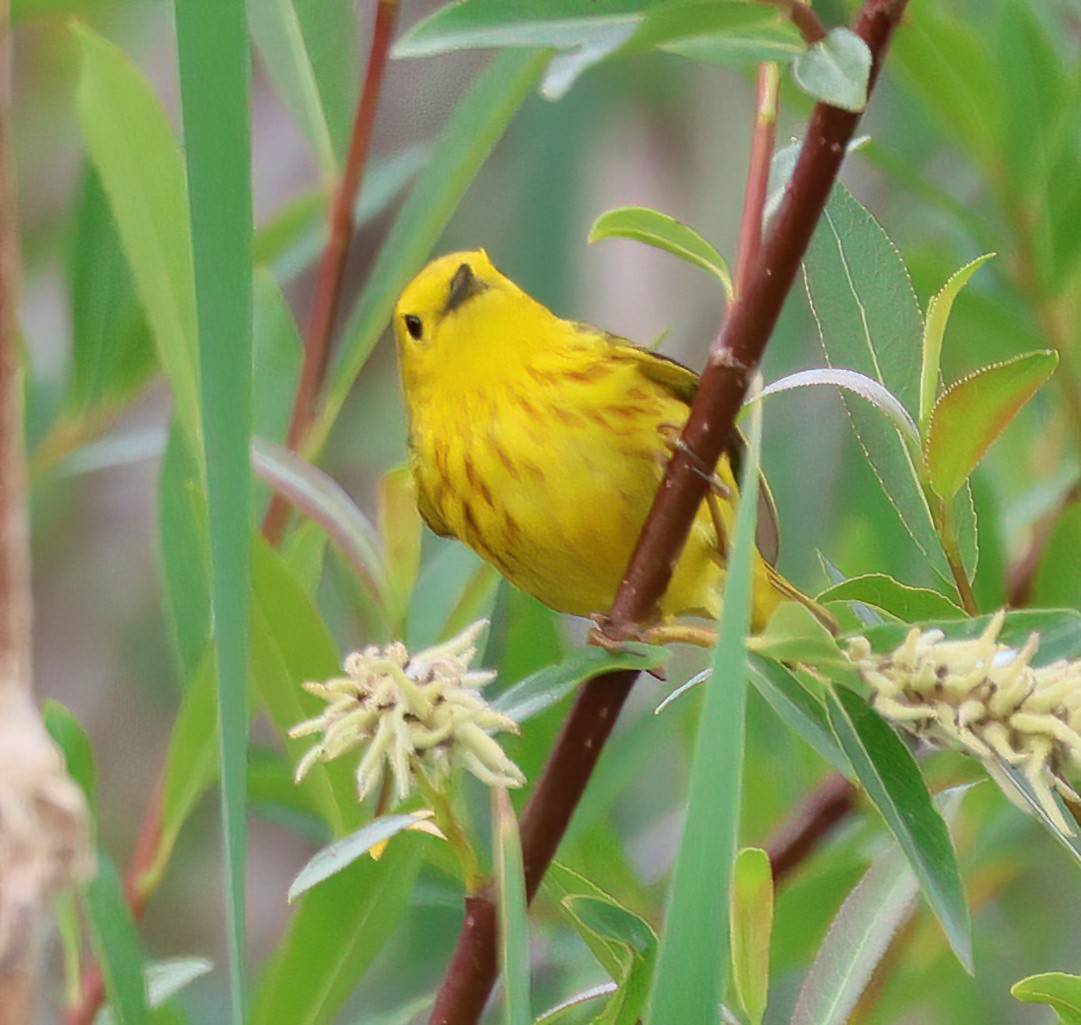 Yellow Warbler - Charlotte Byers