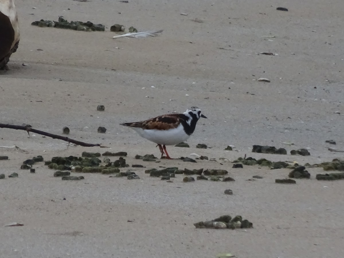 Ruddy Turnstone - ML584505101