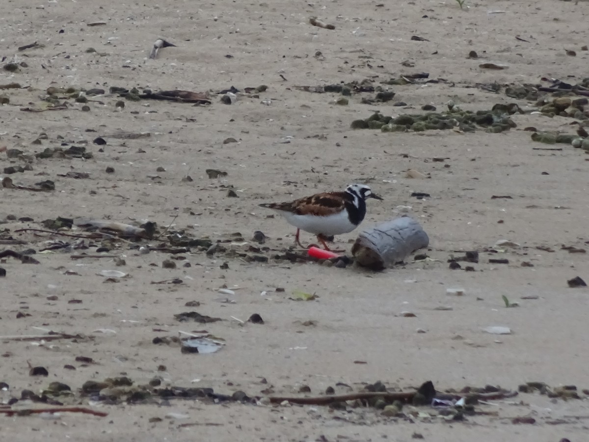 Ruddy Turnstone - ML584505121