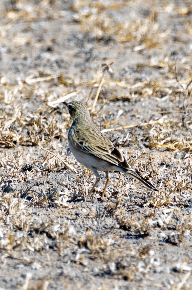 African Pipit - ML584505241