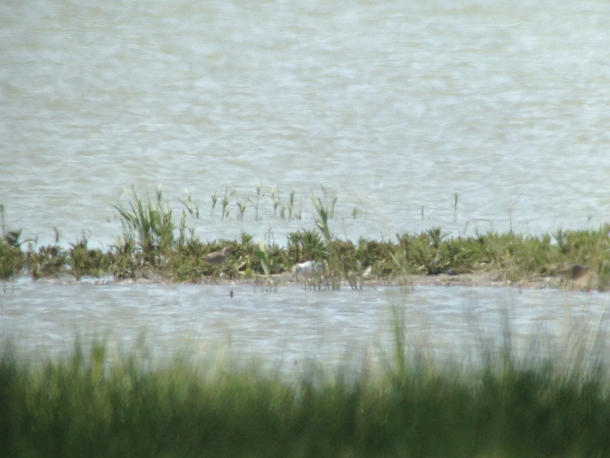 Little Gull - ML58450541