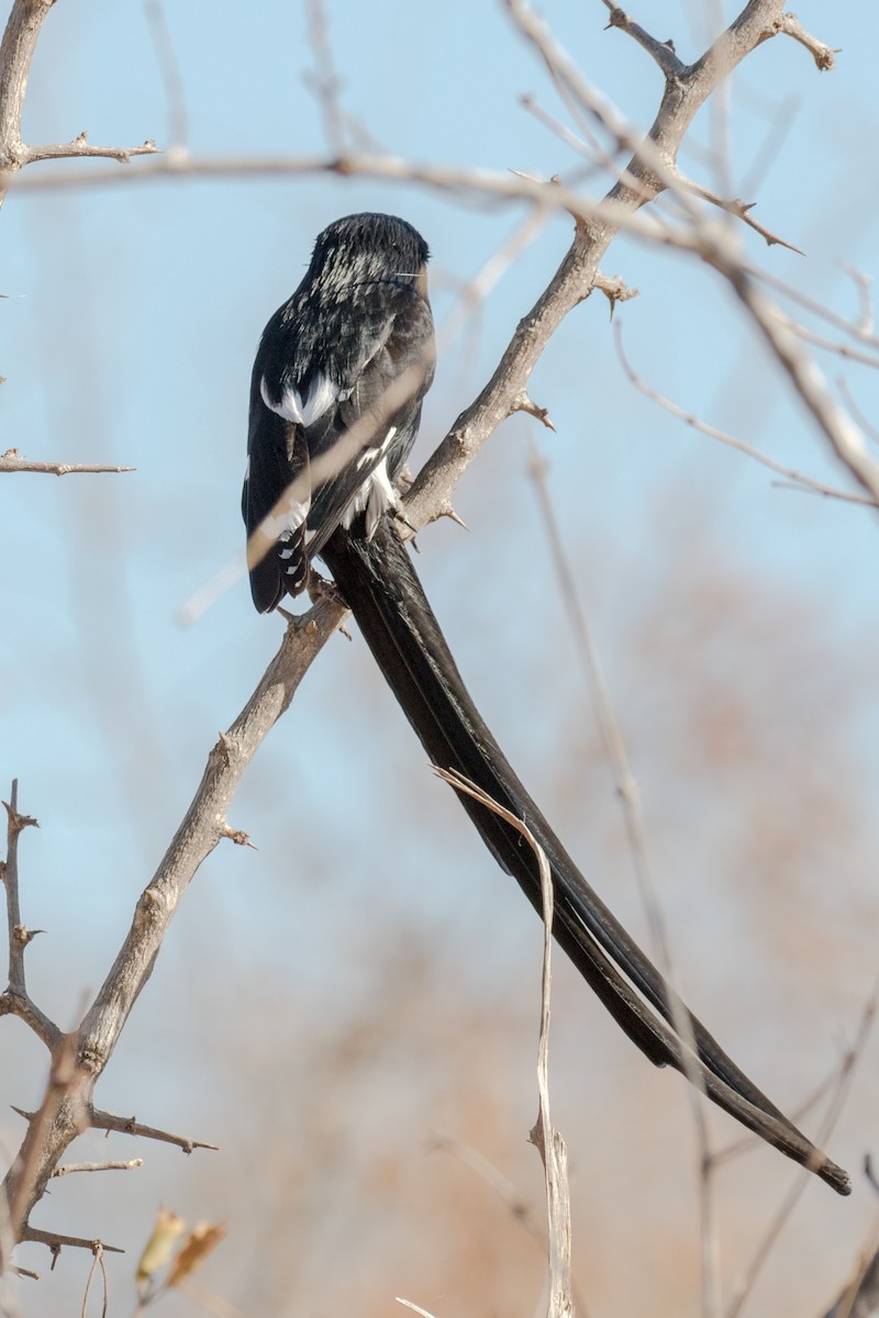Magpie Shrike - ML584505471