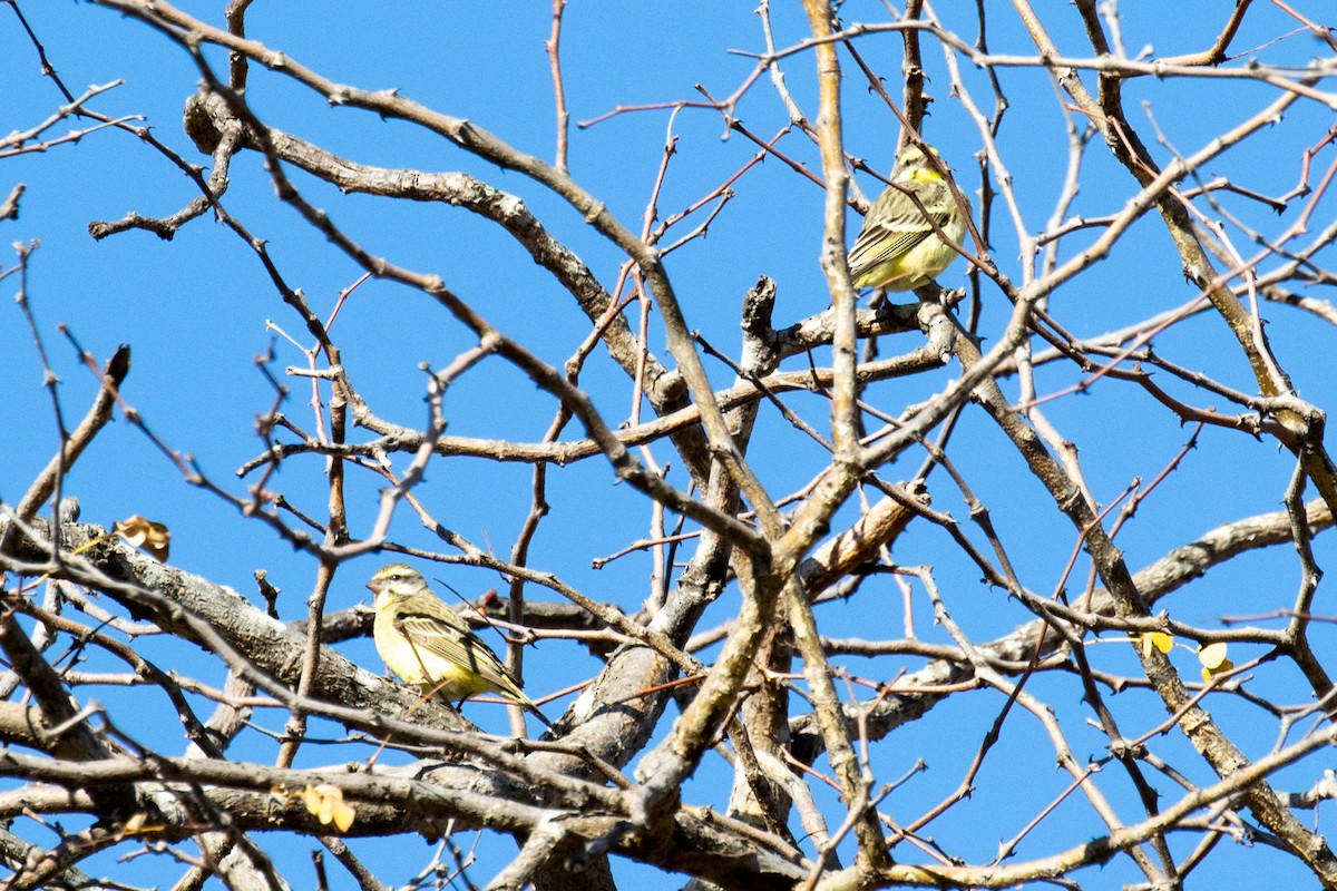 Yellow-fronted Canary - ML584505981