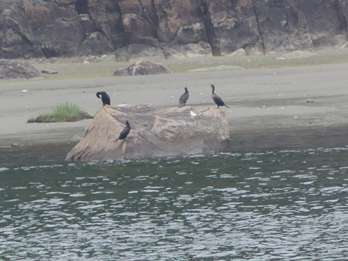 Double-crested Cormorant - Roland Bergeron