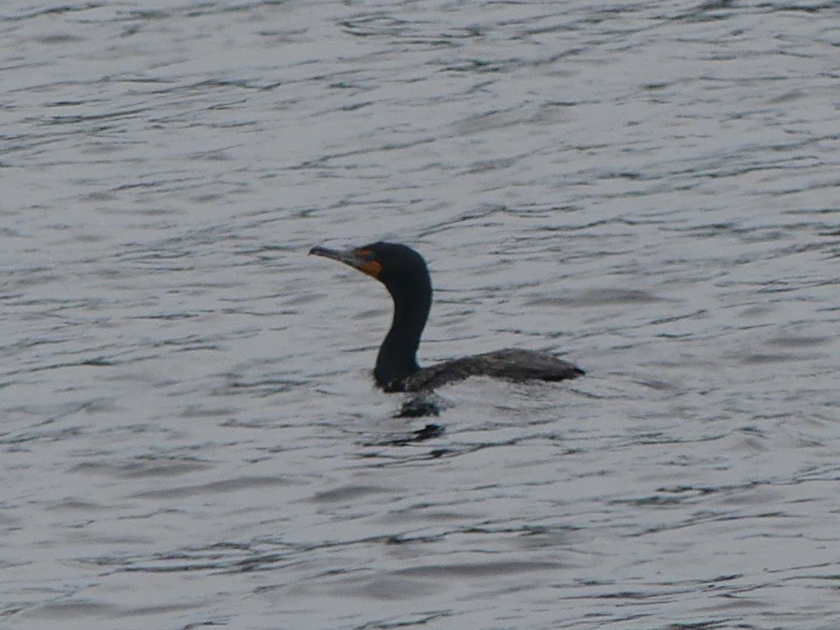 Double-crested Cormorant - Roland Bergeron