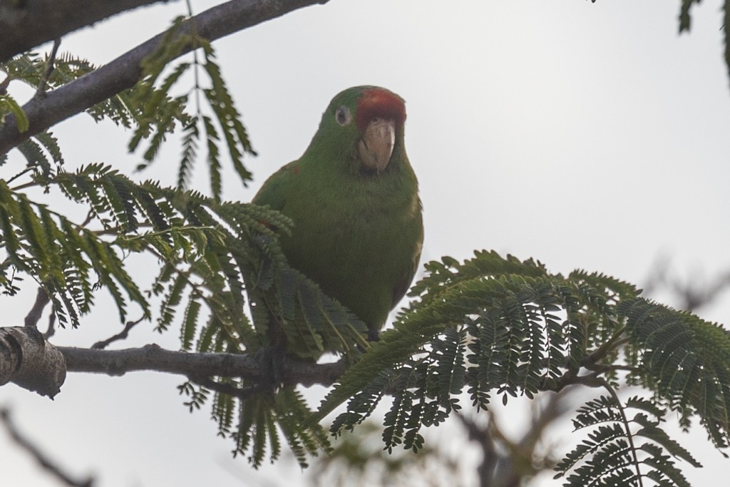 Crimson-fronted Parakeet - Andy Pollard / Falklands Nature