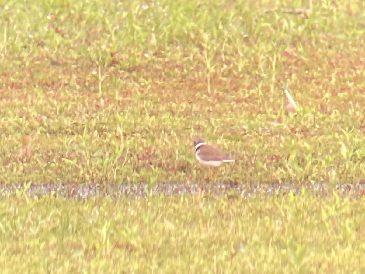 Semipalmated Plover - ML584508421