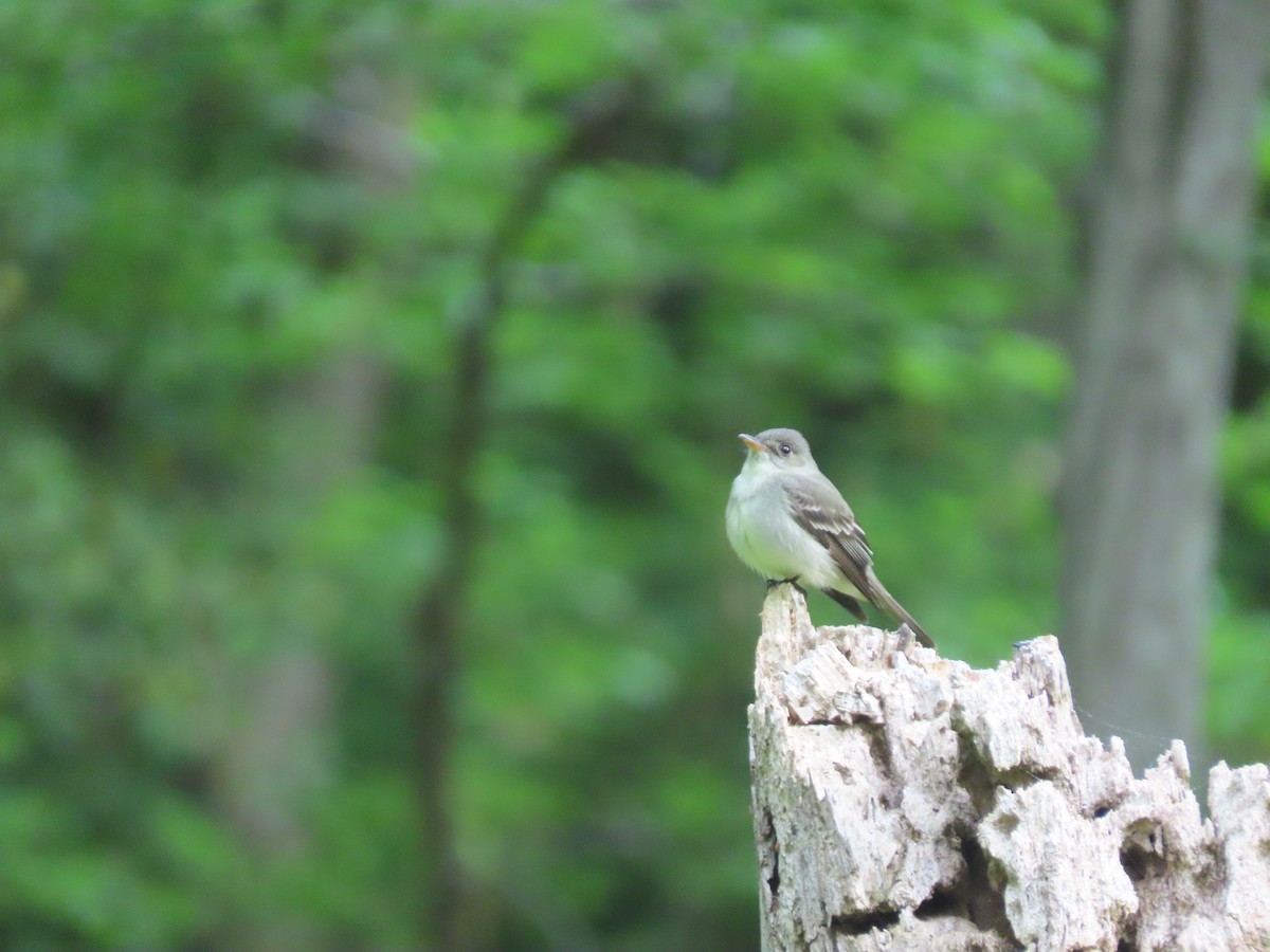 Eastern Wood-Pewee - Maia Ginsburg