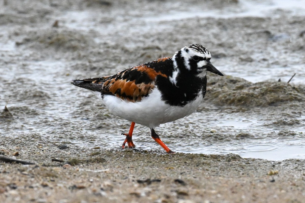 Ruddy Turnstone - ML584510001