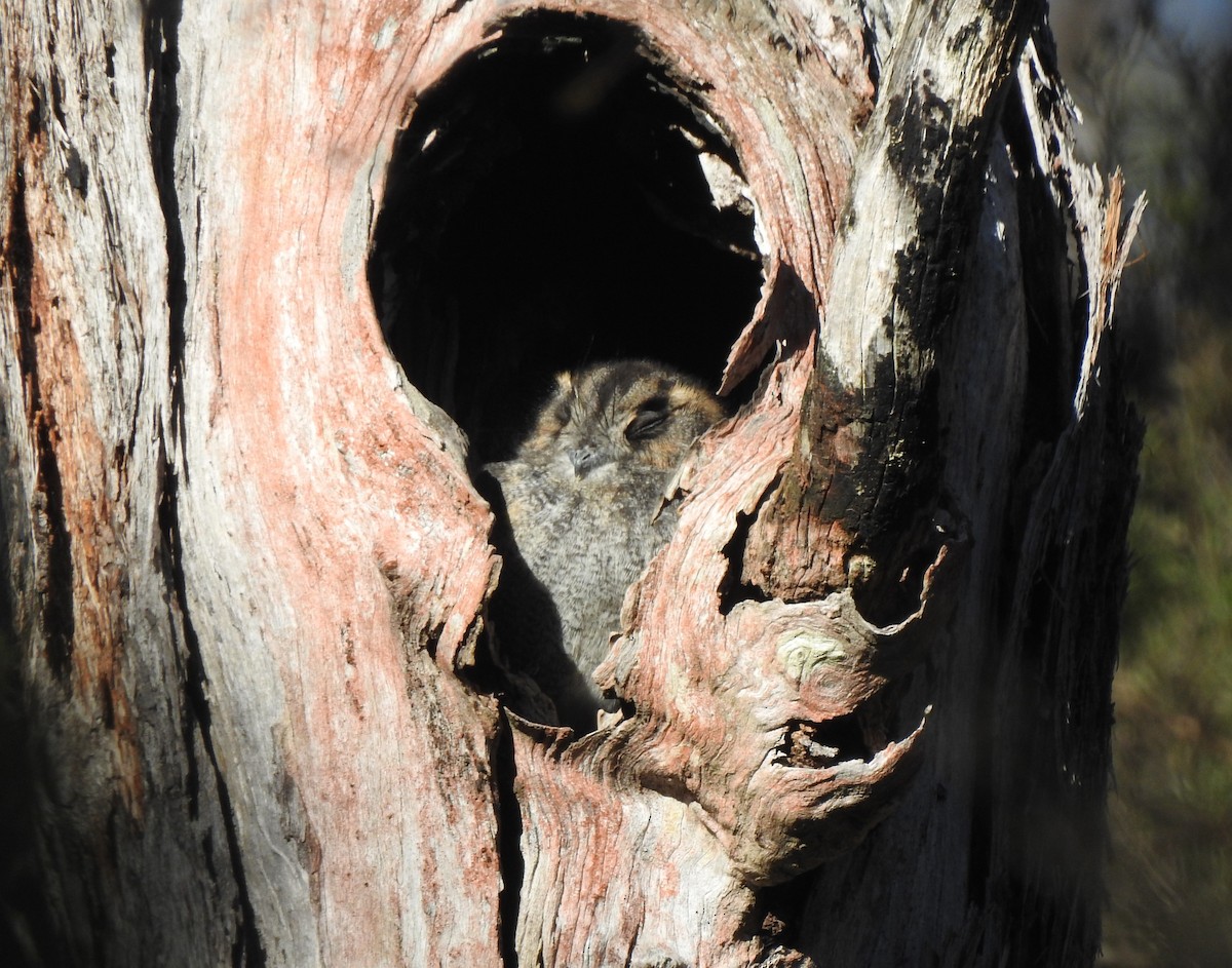 Australian Owlet-nightjar - ML584510881
