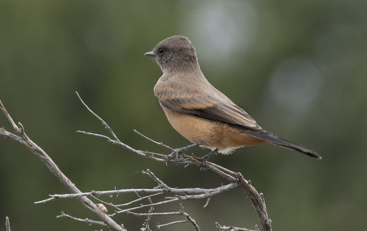 Say's Phoebe - ML584510981