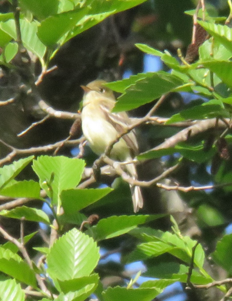 Western Flycatcher (Pacific-slope) - ML584511911