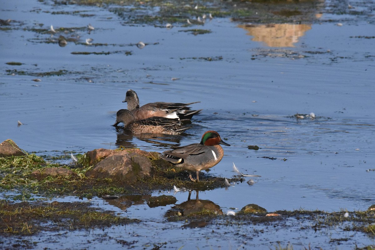 Green-winged Teal - ML584512371