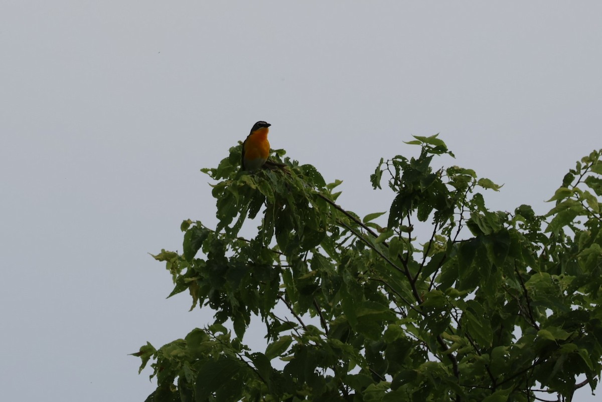 Yellow-breasted Chat - ML584512931