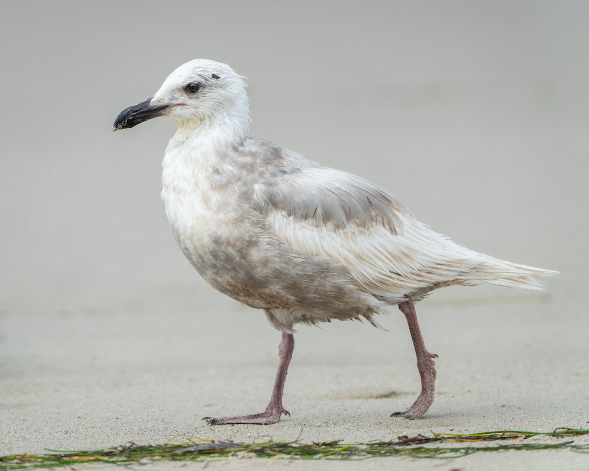 Glaucous-winged Gull - Sue Cook