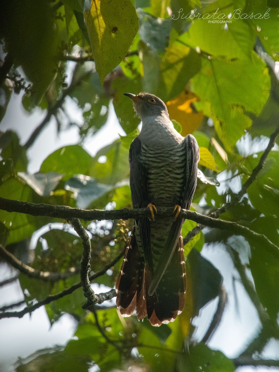 Himalayan Cuckoo - SUBRATA BASAK