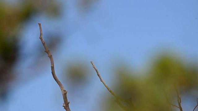 Ash-throated Flycatcher - ML584513891