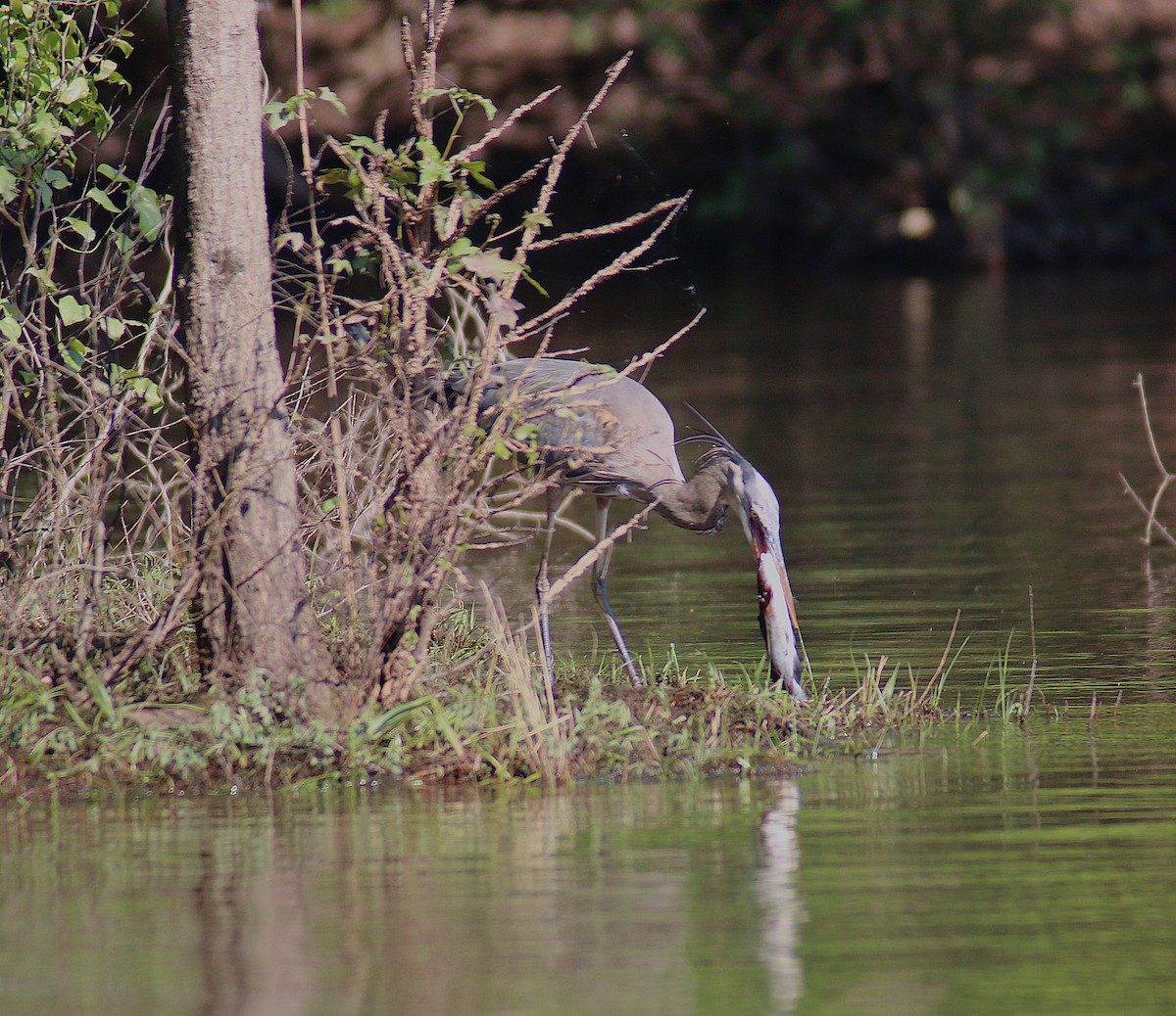 Great Blue Heron - ML58451421