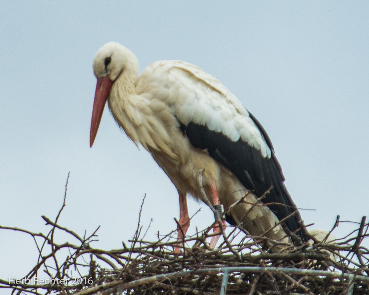Weißstorch - ML584514491
