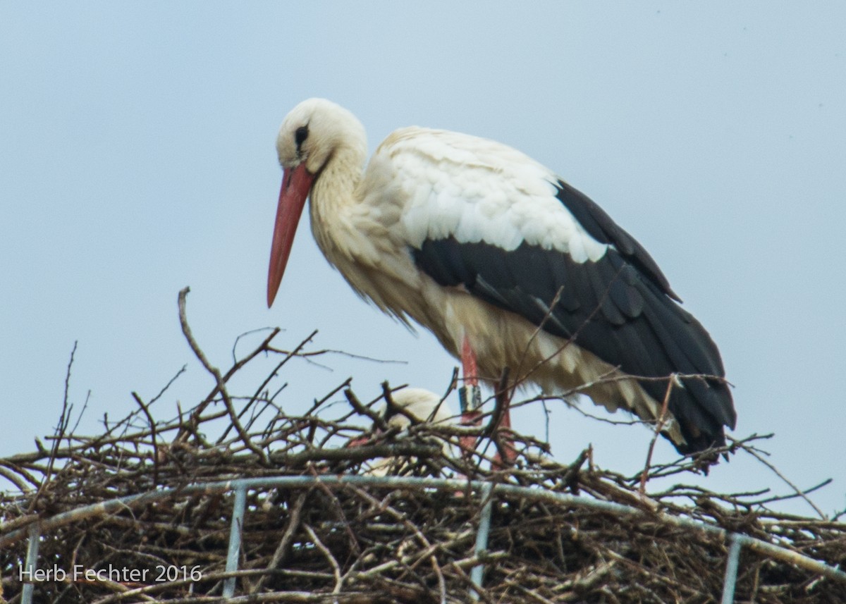 Weißstorch - ML584514501