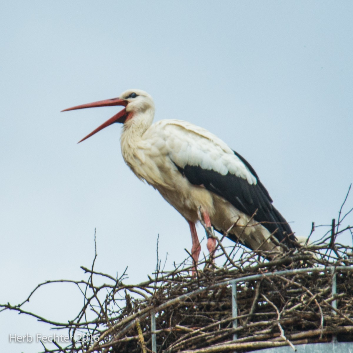Weißstorch - ML584514511