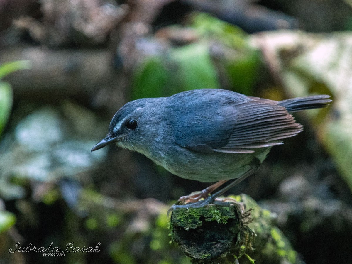 Lesser Shortwing - SUBRATA BASAK