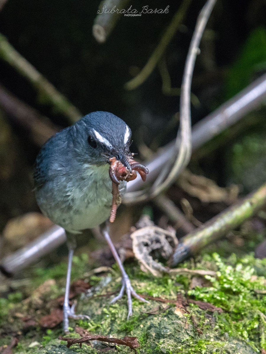 Lesser Shortwing - SUBRATA BASAK