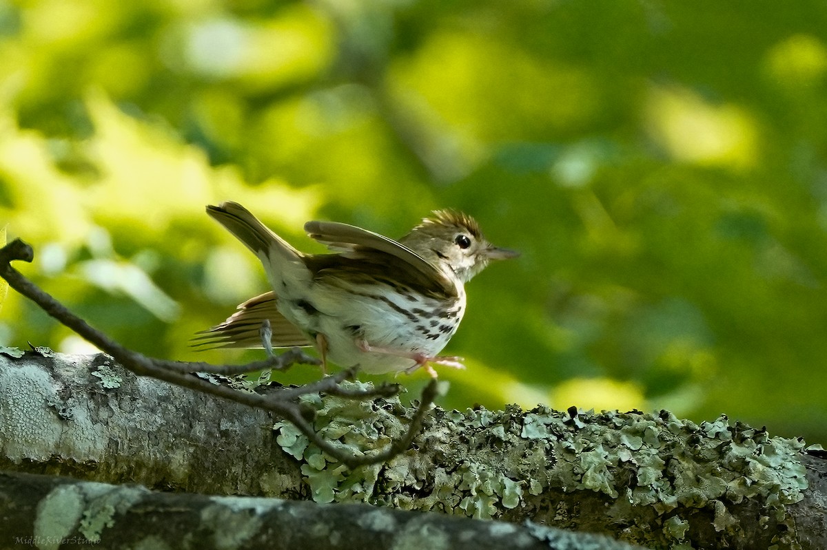 Ovenbird - ML584517271