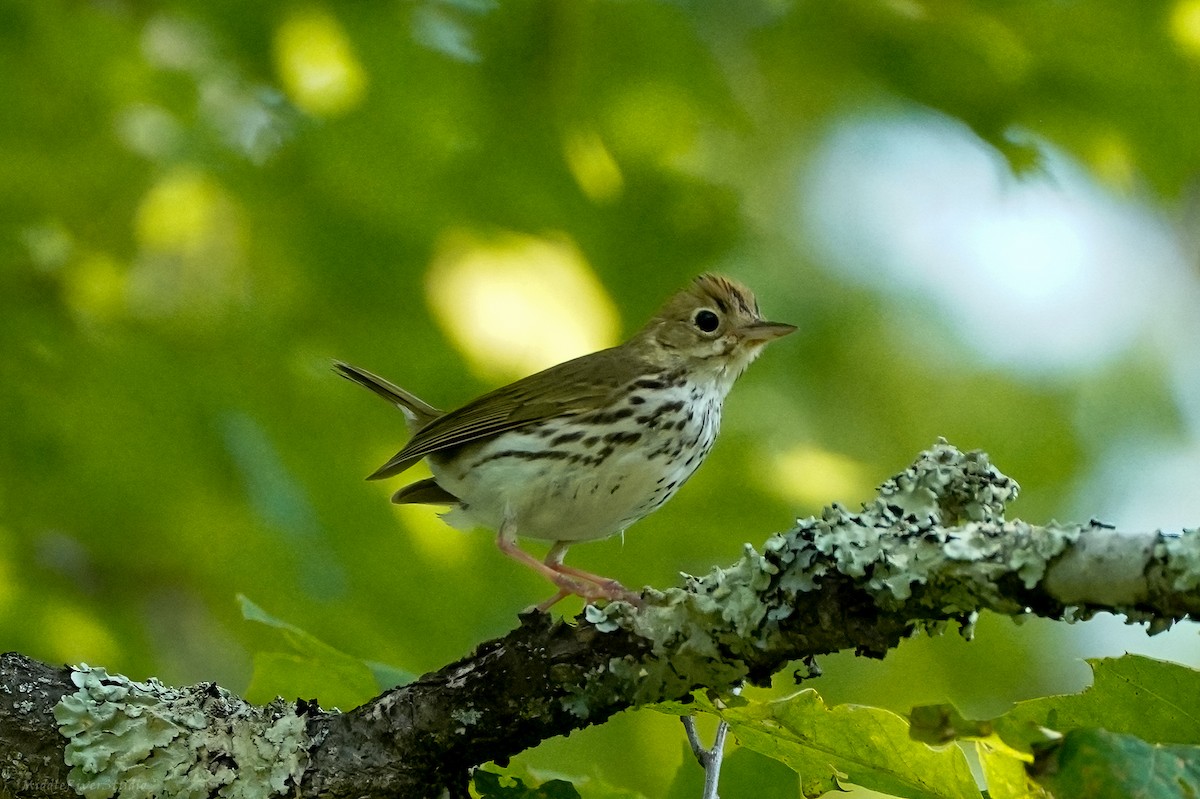 Ovenbird - ML584517281