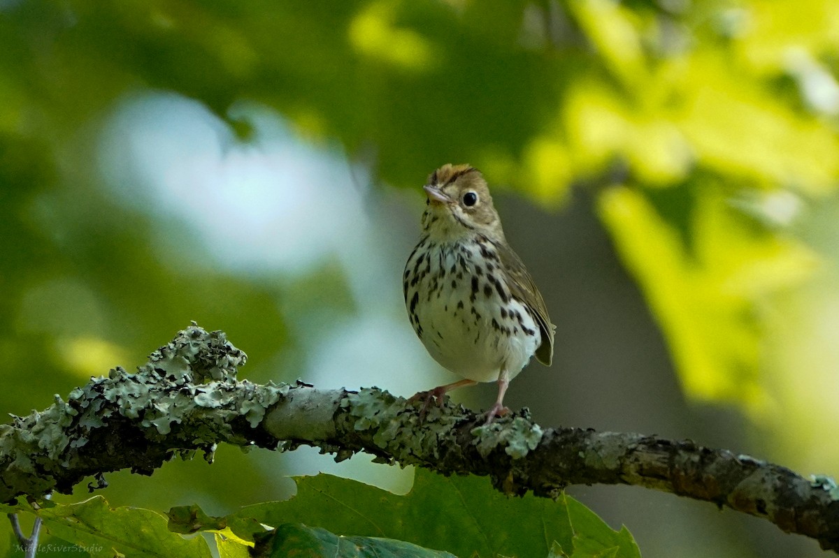 Ovenbird - ML584517311